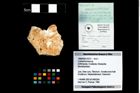 Foto (Objekt + Etikett) von Culmenformosa sp.  (NHMW-GEO-1990-0041-3273)
